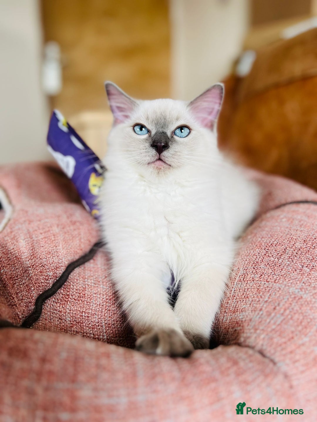 Ragdoll cats for sale: King Jaffreee GCCF active boy kitten - Image 5