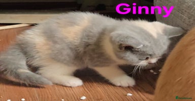 British Shorthair cats - Advert 5