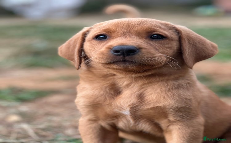 Labrador Retriever dogs in Tidworth - Advert 1