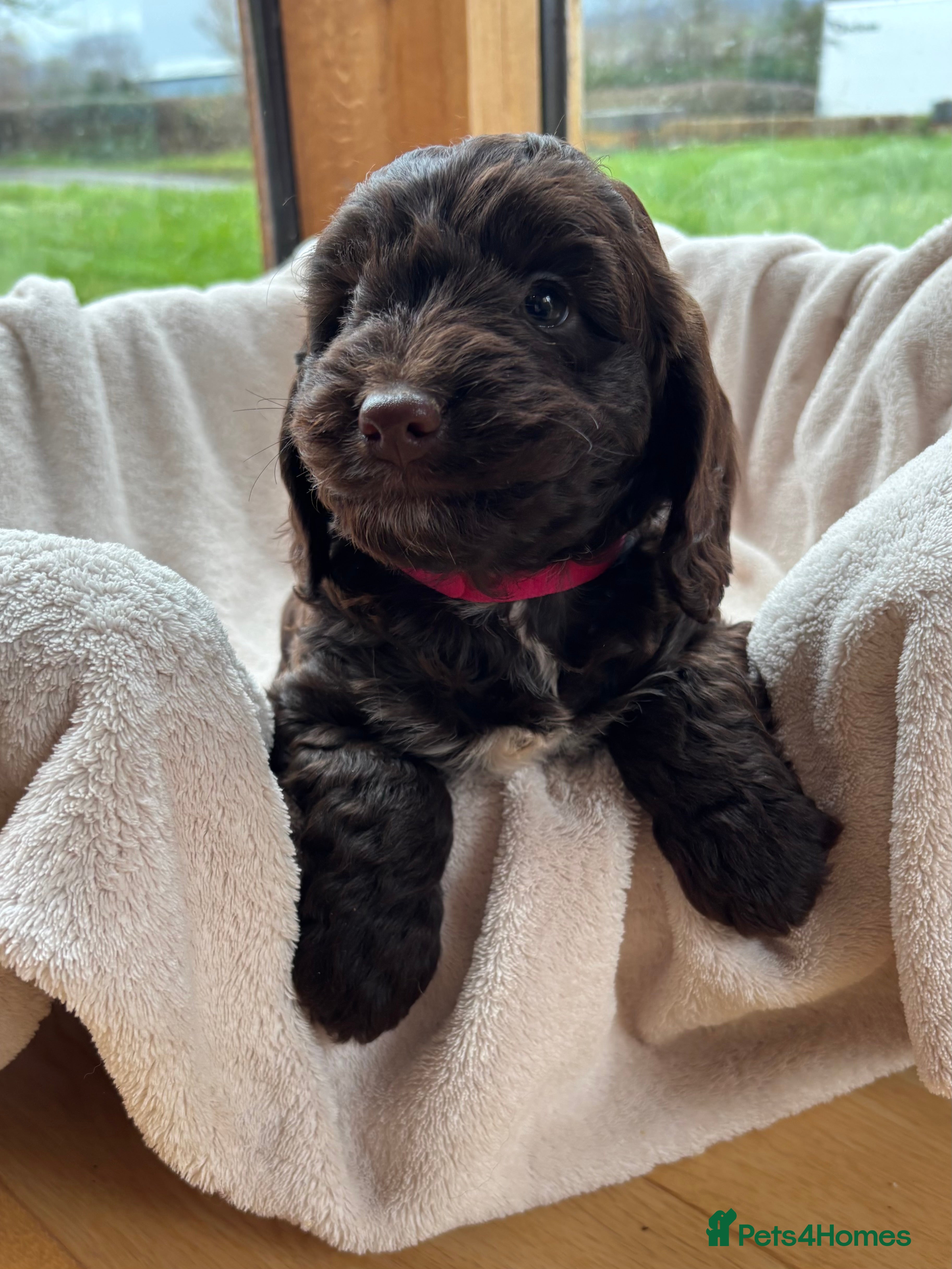 Cockapoo dogs Stunning Rare Chocolate Brown F1 Cockapoo Puppies - Advert 7