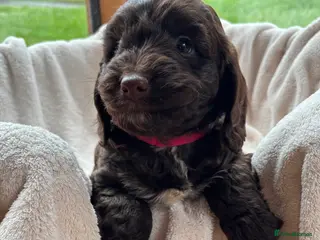 Cockapoo dogs Stunning Rare Chocolate Brown F1 Cockapoo Puppies - Advert 7