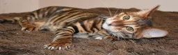 Toyger cats for sale: TWO STUNNING WILD LOOKING TOYGER CUBS - Advert 6