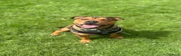 Mixed Breed dogs for sale: 6 month old Staffordshire bull terrier X bulldog in Hemel Hempstead - Advert 7