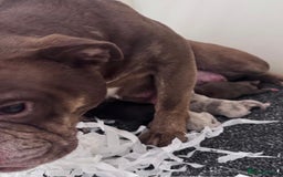 Olde English Bulldogge dogs for sale: COUNCIL APPROVED 5⭐️RATED.. 23 YEARS EXPERIENCE  - Image 9