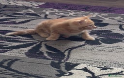 Mixed Breed cats for sale: 3 gorgeous ginger kittens READY NOW - Image 5
