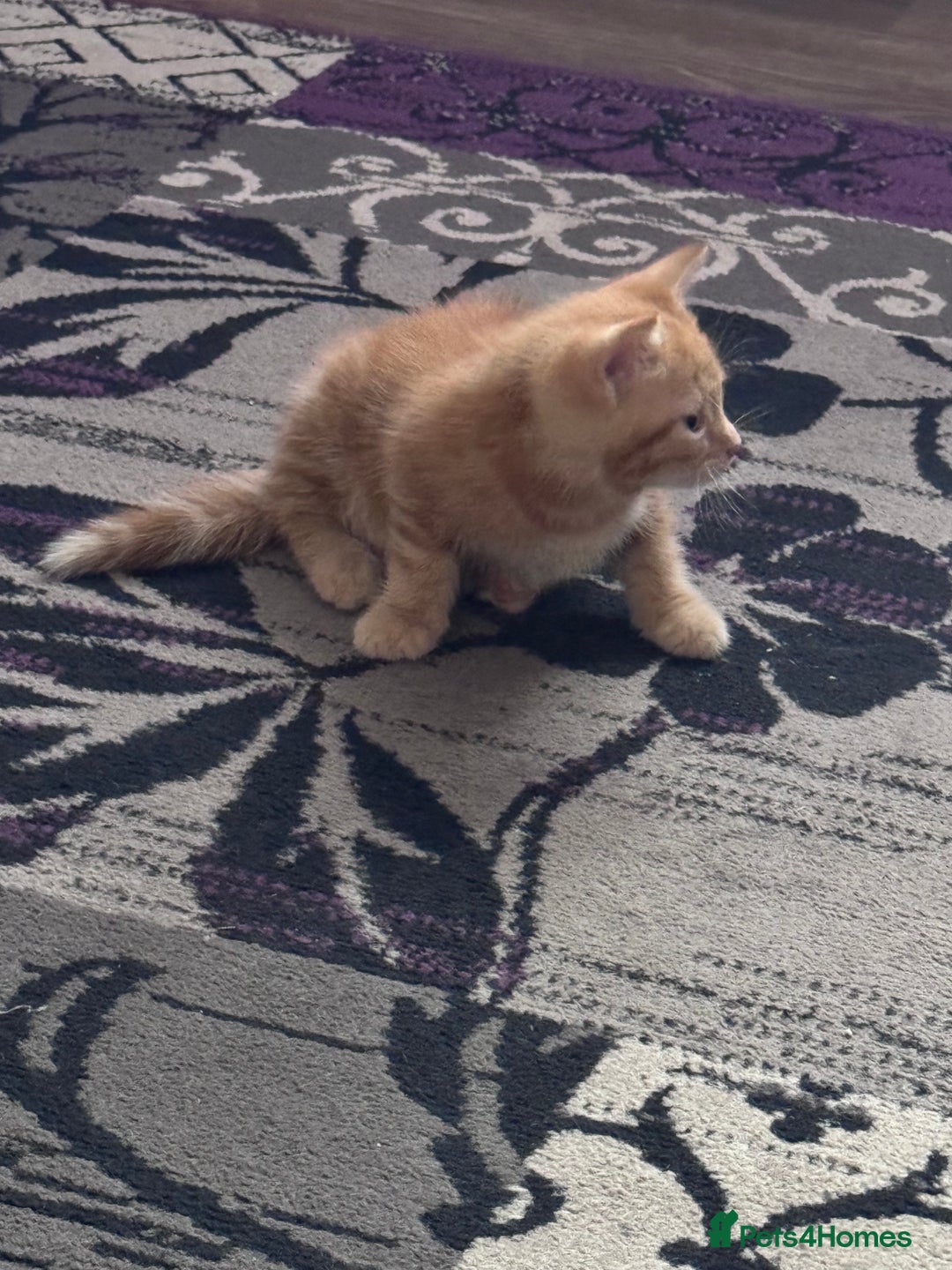 Mixed Breed cats for sale: 3 gorgeous ginger kittens READY NOW - Image 5