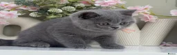 British Shorthair cats for sale: Gorgeous British Kittens - Advert 13
