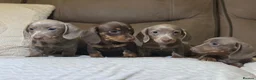 Dachshund dogs for sale: Kc registerd quality miniture daschunds  - Advert 3