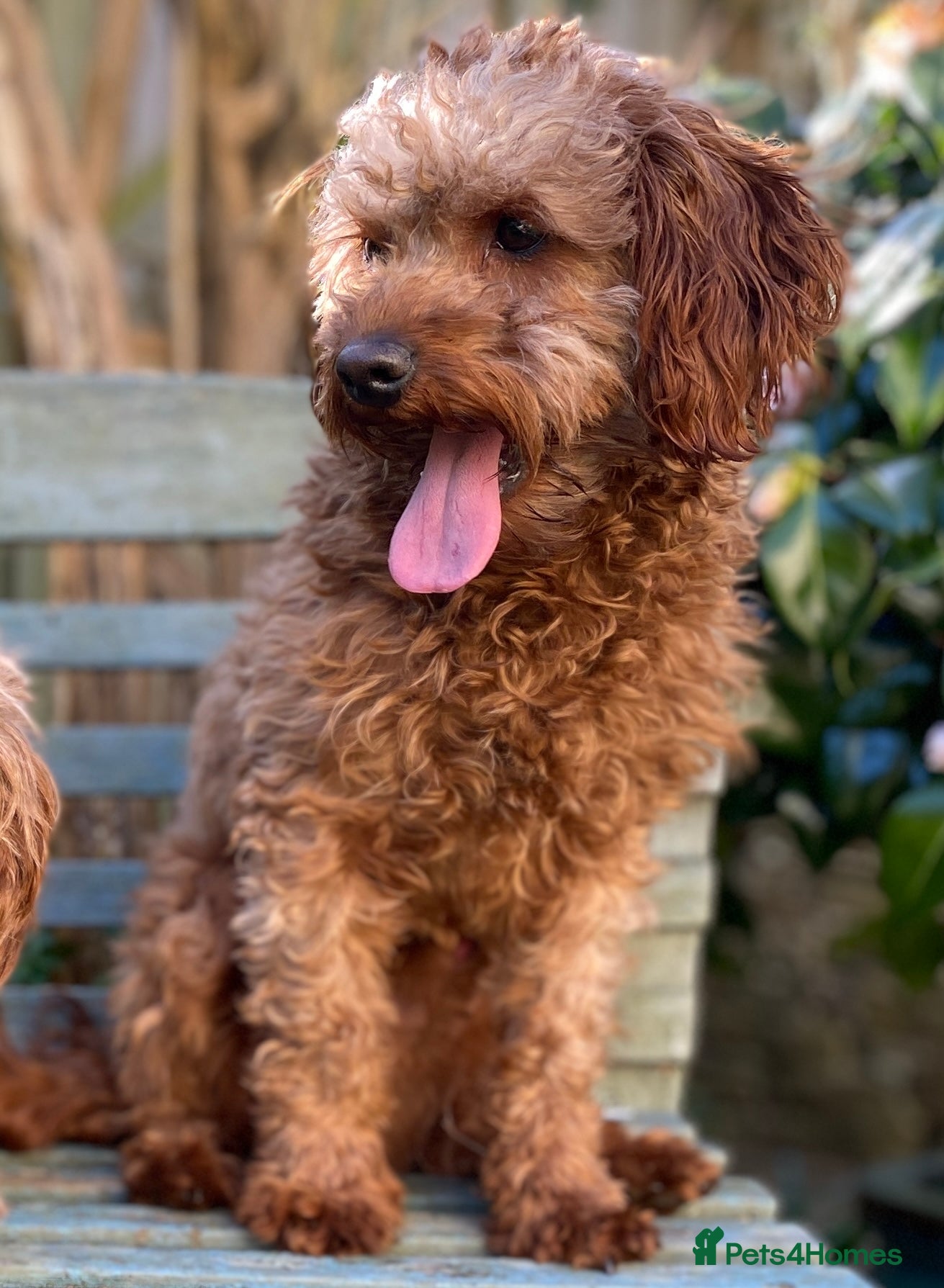 Cavapoo dogs Cavapoo Stud Dog. 5* Licensed Breeder - Advert 7