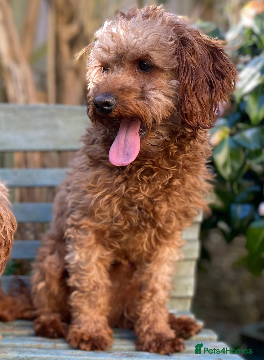 Cavapoo dogs for stud: Cavapoo Stud Dog. 5* Licensed Breeder - Advert 1
