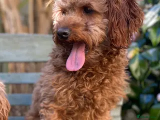 Cavapoo dogs Cavapoo Stud Dog. 5* Licensed Breeder - Advert 7