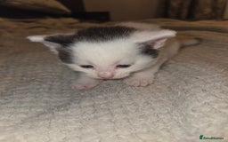 Domestic Shorthair cats for sale: Kittens for sale - Image 12