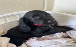Cocker Spaniel dogs for sale: Beautiful cocker spaniels puppies for sale - Image 25