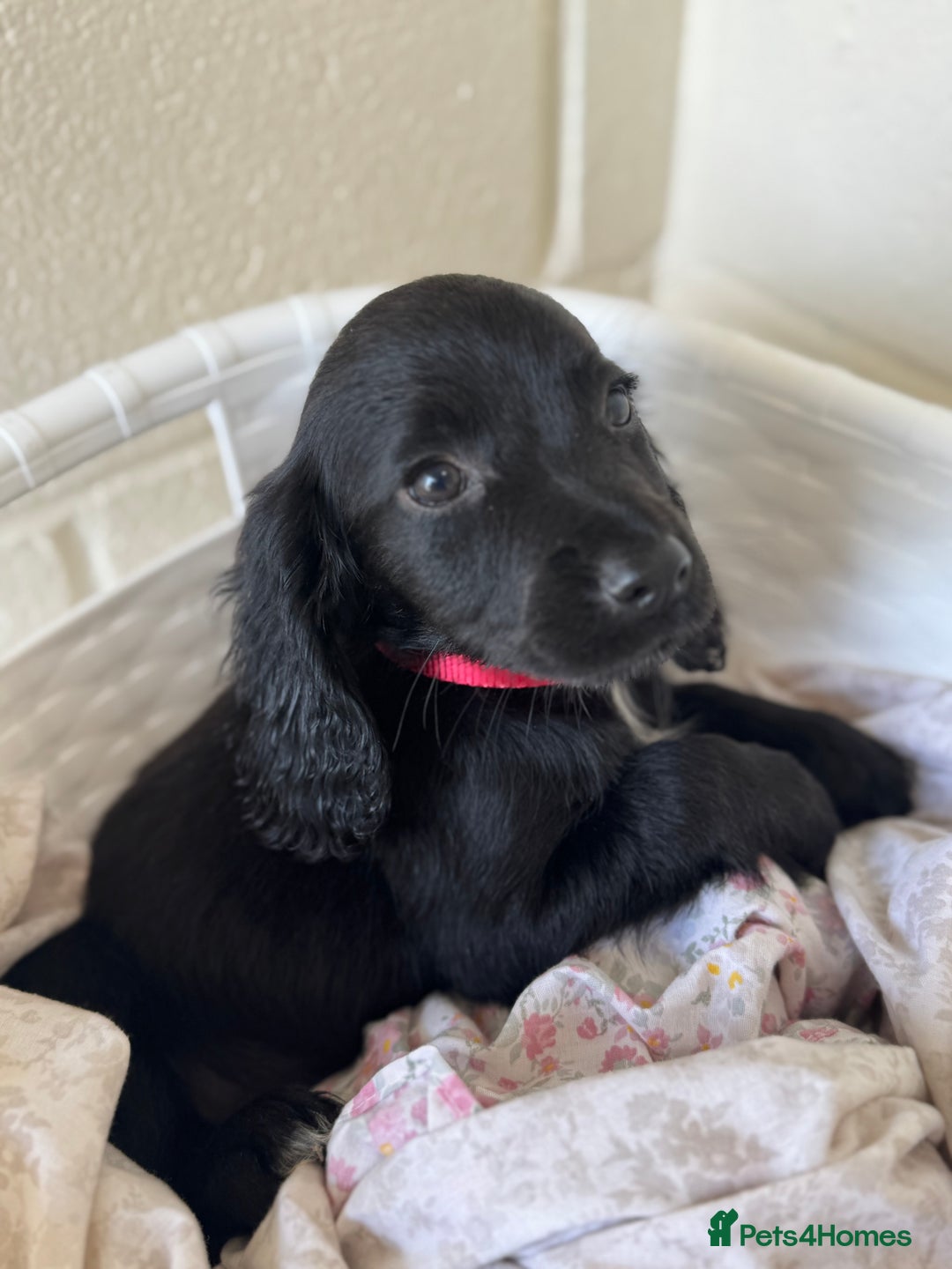 Cocker Spaniel dogs for sale: Beautiful cocker spaniels puppies for sale - Image 25