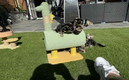 Bengal cats for sale: Bengal Cloud kittens / Maine coon - Image 18