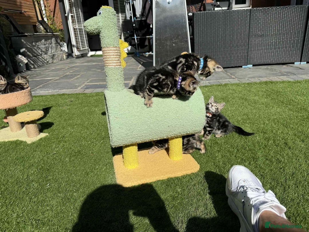 Bengal cats for sale: Bengal Cloud kittens / Maine coon - Image 18