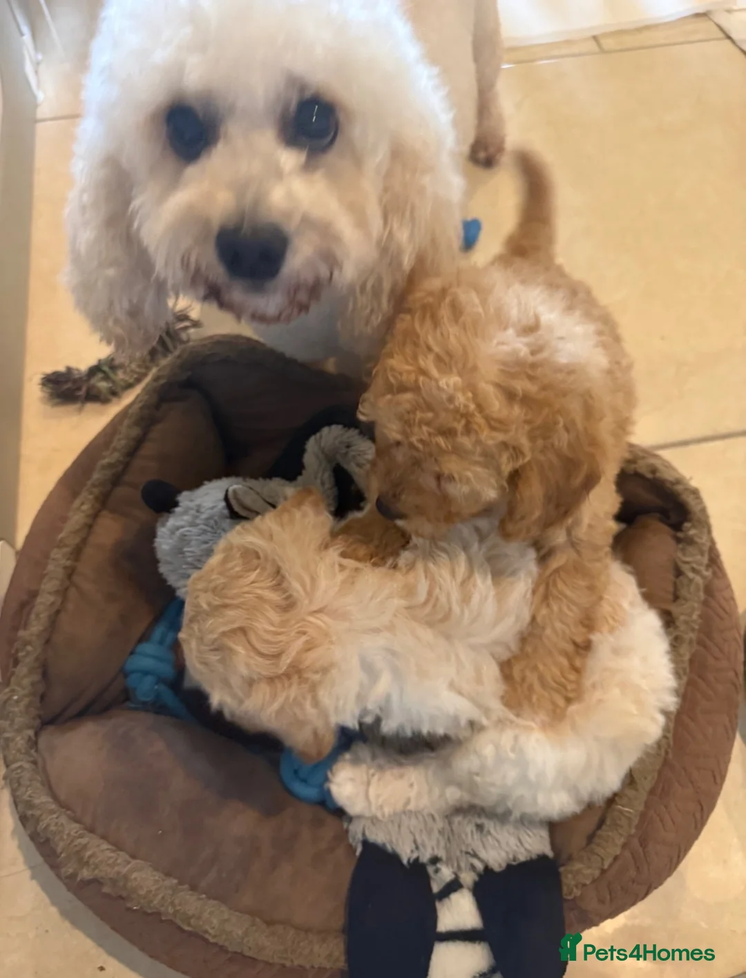 Cavapoochon dogs for sale: Toy Cavapoo-chon Puppies (TOY CAVAPOOCHON) - Advert 2