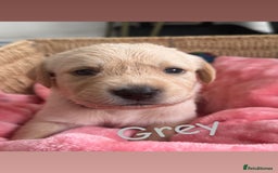 Goldador dogs for sale: Beautiful goldador puppies  - Image 20