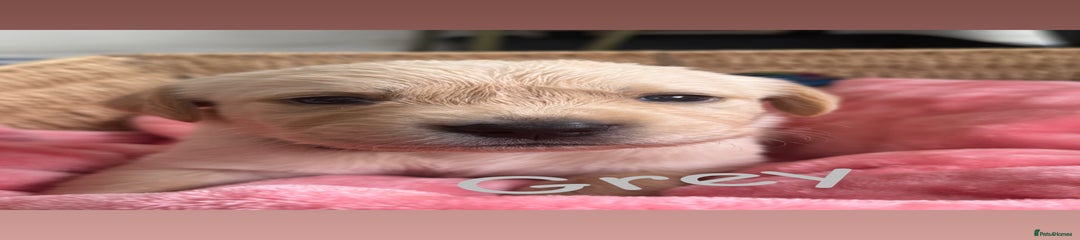 Goldador Puppy 6