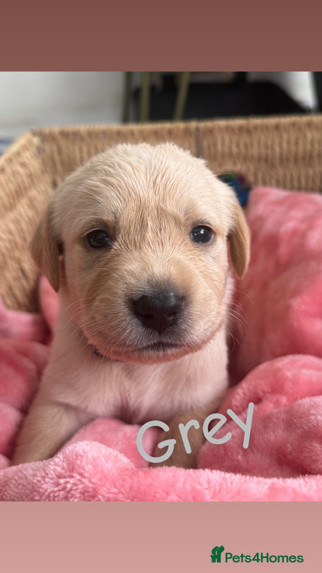 Goldador dogs for sale: Beautiful goldador puppies  - Image 20