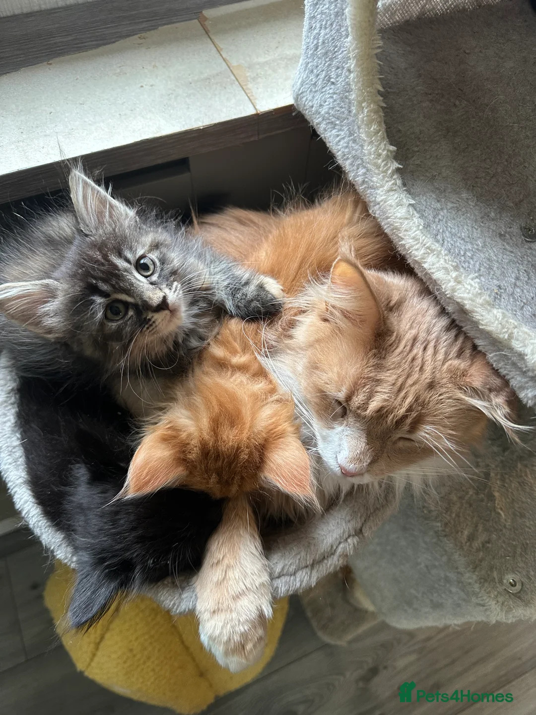 Maine Coon cats for sale: Maincoone kittens  - Advert 4