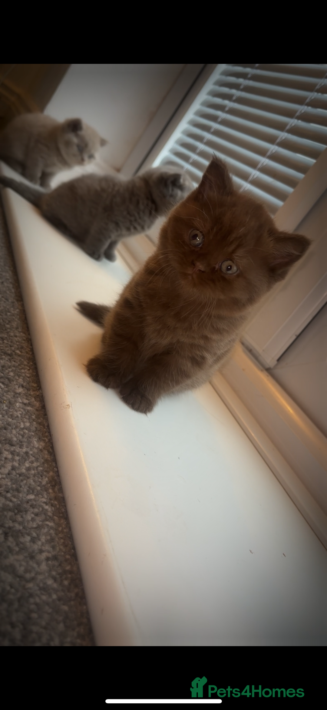 British Shorthair cats for sale: Beautiful British Shorthair Kittens  - Image 6