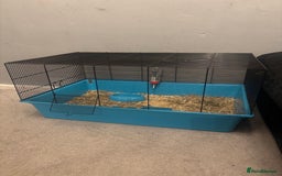Mini Lop rabbits for sale: Mini lop  - Image 2