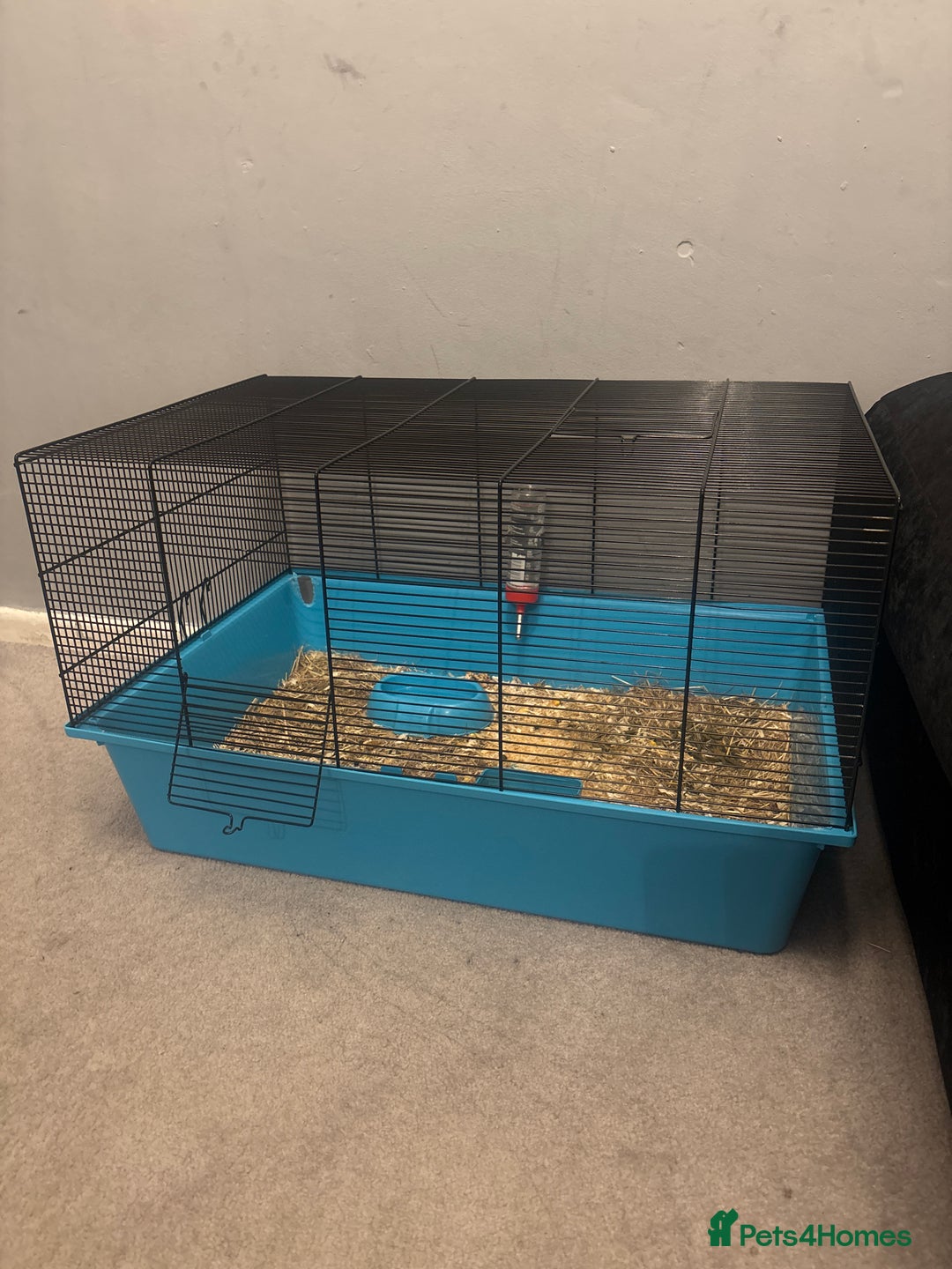 Mini Lop rabbits for sale: Mini lop  - Image 2