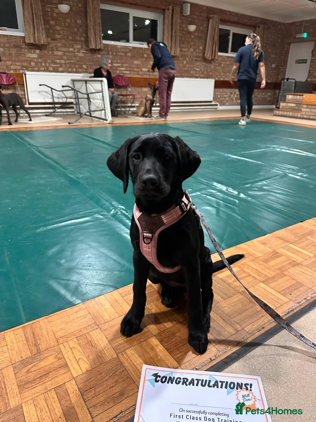 Labrador Retriever dogs for sale: Stunning Black Labrador Puppies - Due 25th March in Peterborough - Advert 7