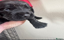Sprocker dogs for sale: Cocker spaniel pups  - Image 9