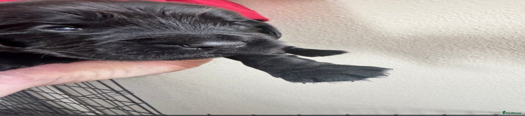 Sprocker Puppy 6