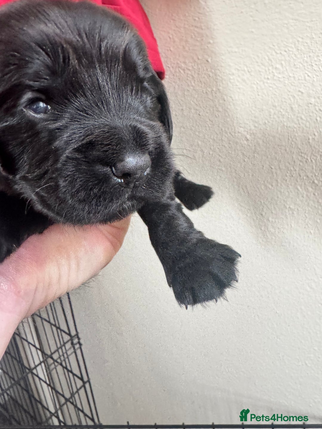 Sprocker dogs for sale: Cocker spaniel pups  - Image 9
