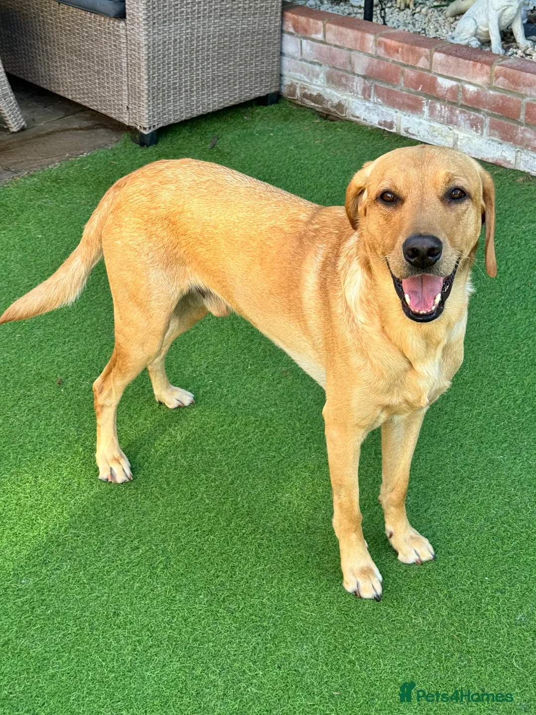 Labrador Retriever dogs for stud: PROVEN, KC REG,HEALTH TESTED LABRADOR FOR STUD - Advert 9