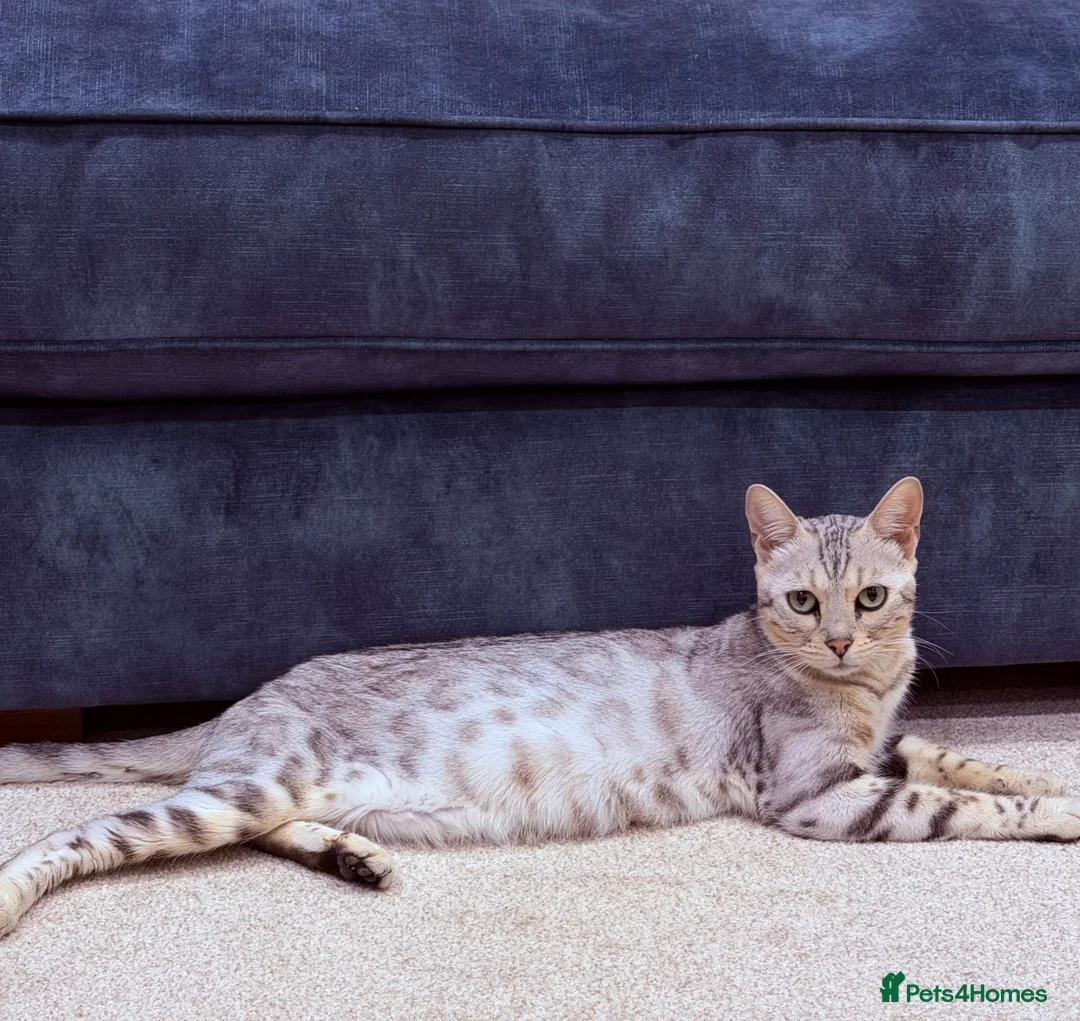 Bengal cats for sale: Bengal (White) in Brandon - Advert 1