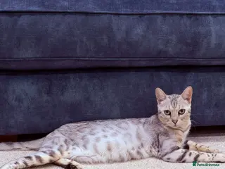 Bengal cats Bengal (White) in Brandon - Advert 1