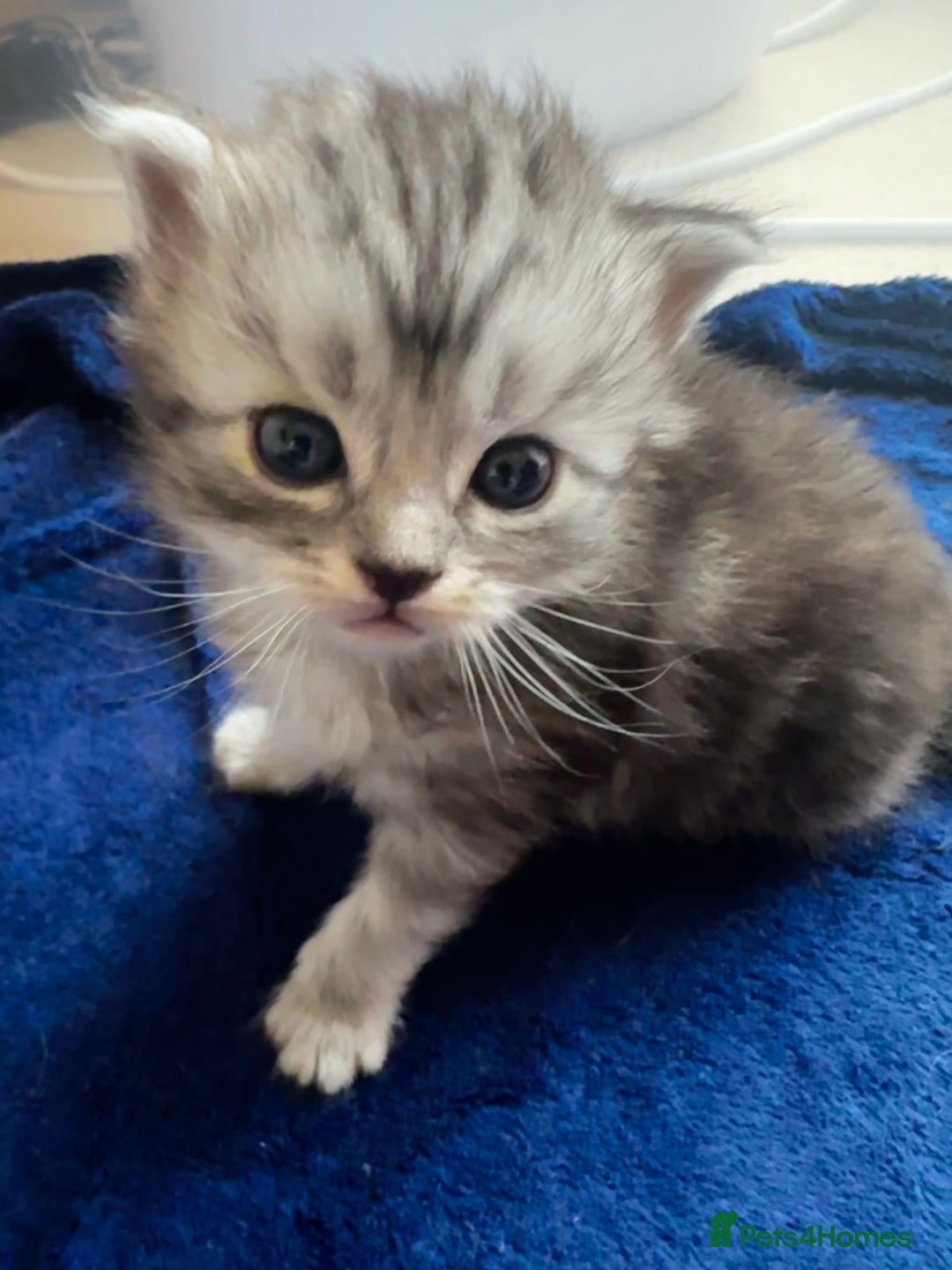 Perdoll cats for sale: FLUFFY PERDOLL KITTENS - Image 14