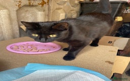 Domestic Shorthair cats for sale: Cute little domestic kittens  - Image 12