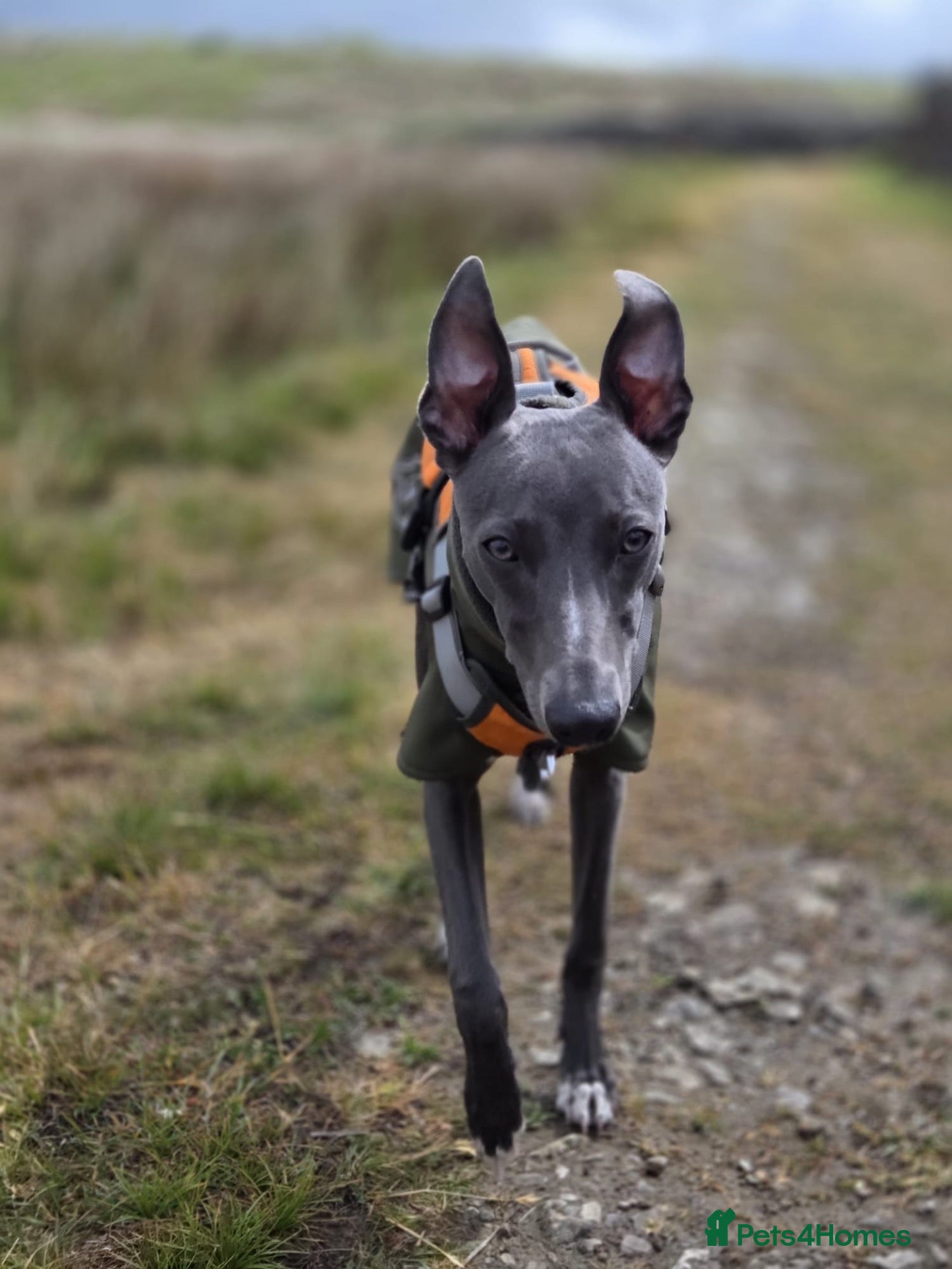Whippet dogs 💙 Exceptional Blue Whippet | Stud Available 💙 - Advert 5