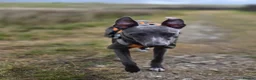 Whippet dogs for stud: 💙 Exceptional Blue Whippet | Stud Available 💙 - Advert 1