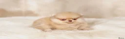 Pomeranian dogs for sale: 🔥Boy 500gr🐻👁️Green eyes🐻Outstanding  - Advert 1