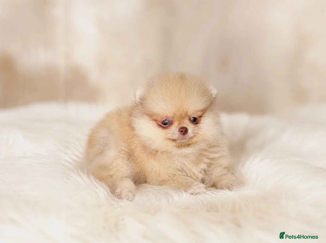 Pomeranian dogs for sale: 🔥Boy 500gr🐻👁️Green eyes🐻Outstanding  - Advert 1