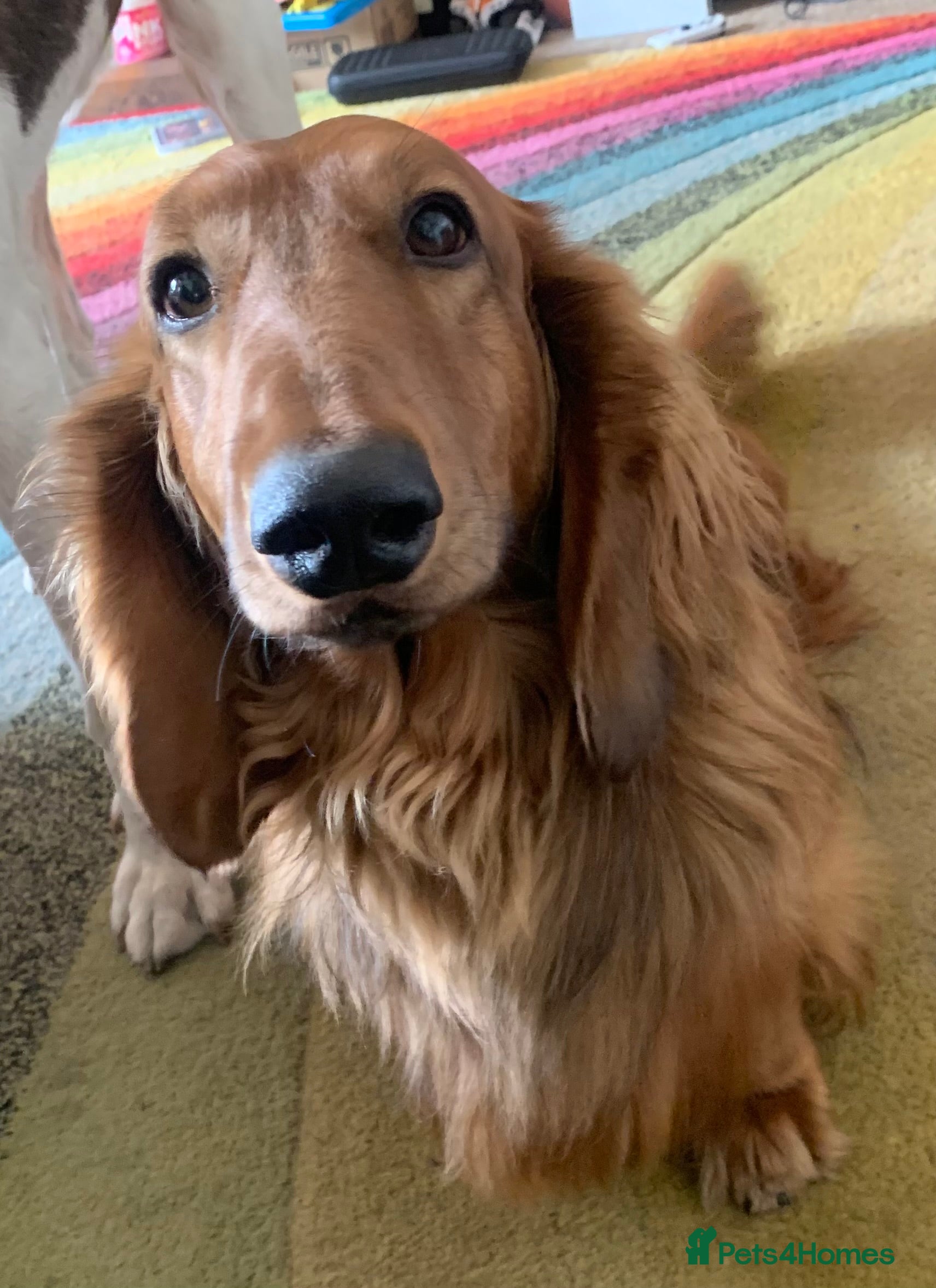 Dachshund dogs Long haired standard Daschund  - Advert 6