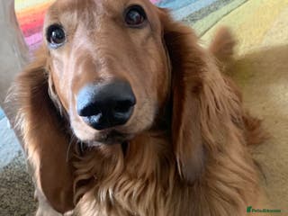 Dachshund dogs Long haired standard Daschund - Advert 3