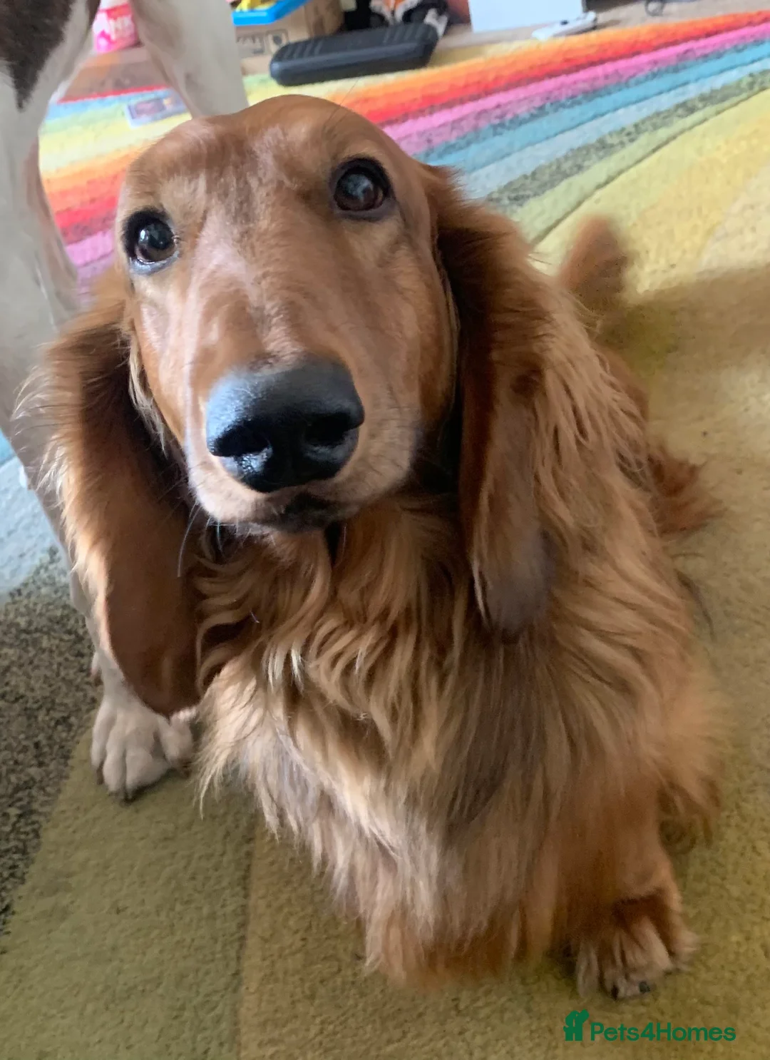 Dachshund dogs for sale: Long haired standard Daschund  - Advert 1
