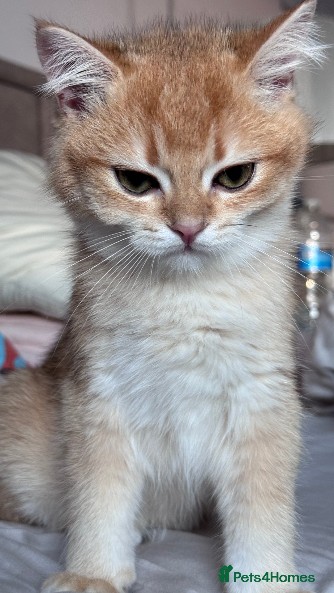 British Shorthair cats for sale: GCCF BSH ONE BOY READY TO GO GOLDEN BLACK TIPPED  - Advert 13