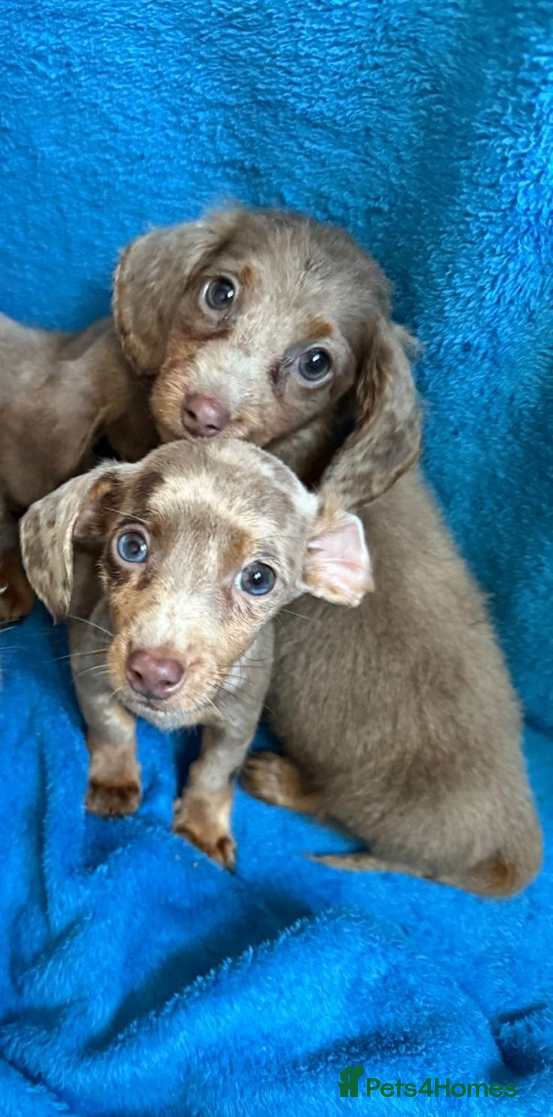 Miniature Dachshund dogs for sale: Miniature dachshunds - Image 3