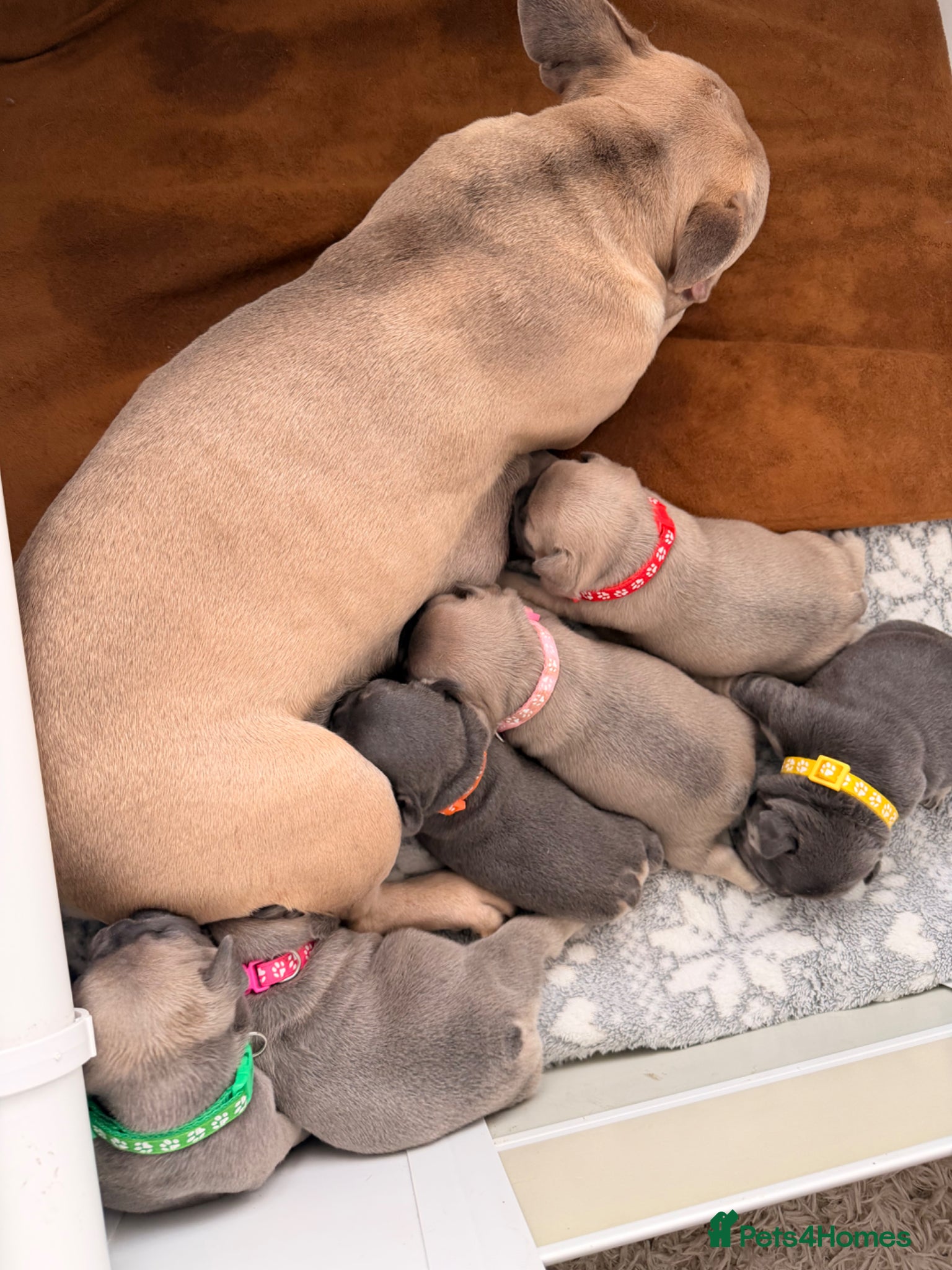 French Bulldog dogs French bulldog pups - Advert 8