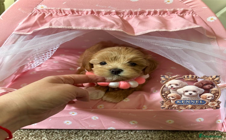 Maltipoo dogs - Advert 1