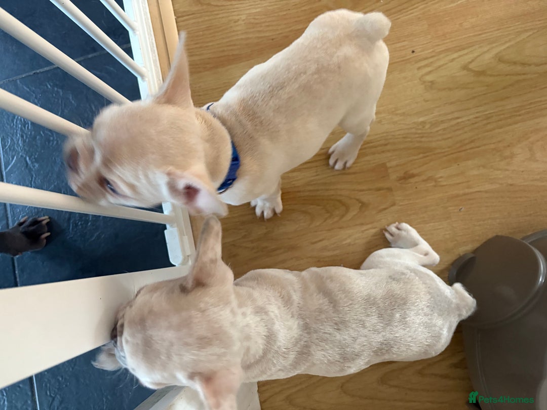 French Bulldog dogs for sale: 3 beautiful pedigree French bulldog puppies  - Image 9