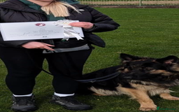 German Shepherd dogs for sale: 11 Beautiful German Shepherd Puppies 😍 - Image 16